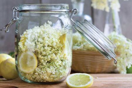 Elderflowers to Market Image